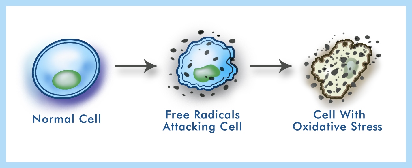 Free Radical Damage of Skin Medical Detective MD