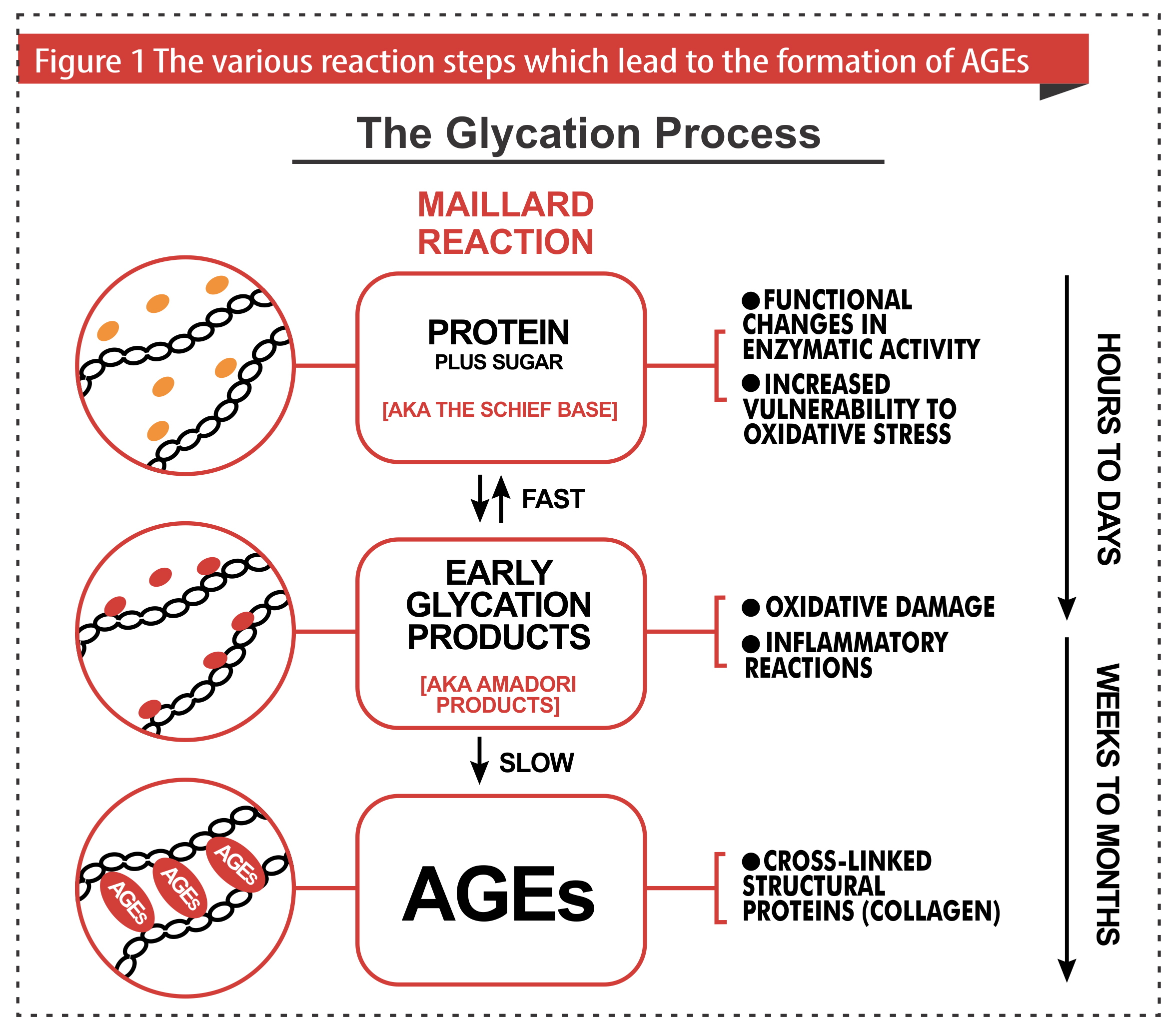 Glycation Of Skin Medical Detective MD